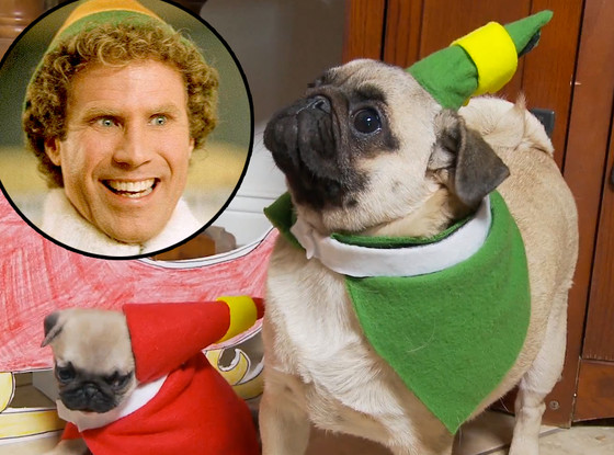 Will Ferrell, Elf, Pug Will Ferrell, Elf, Pug